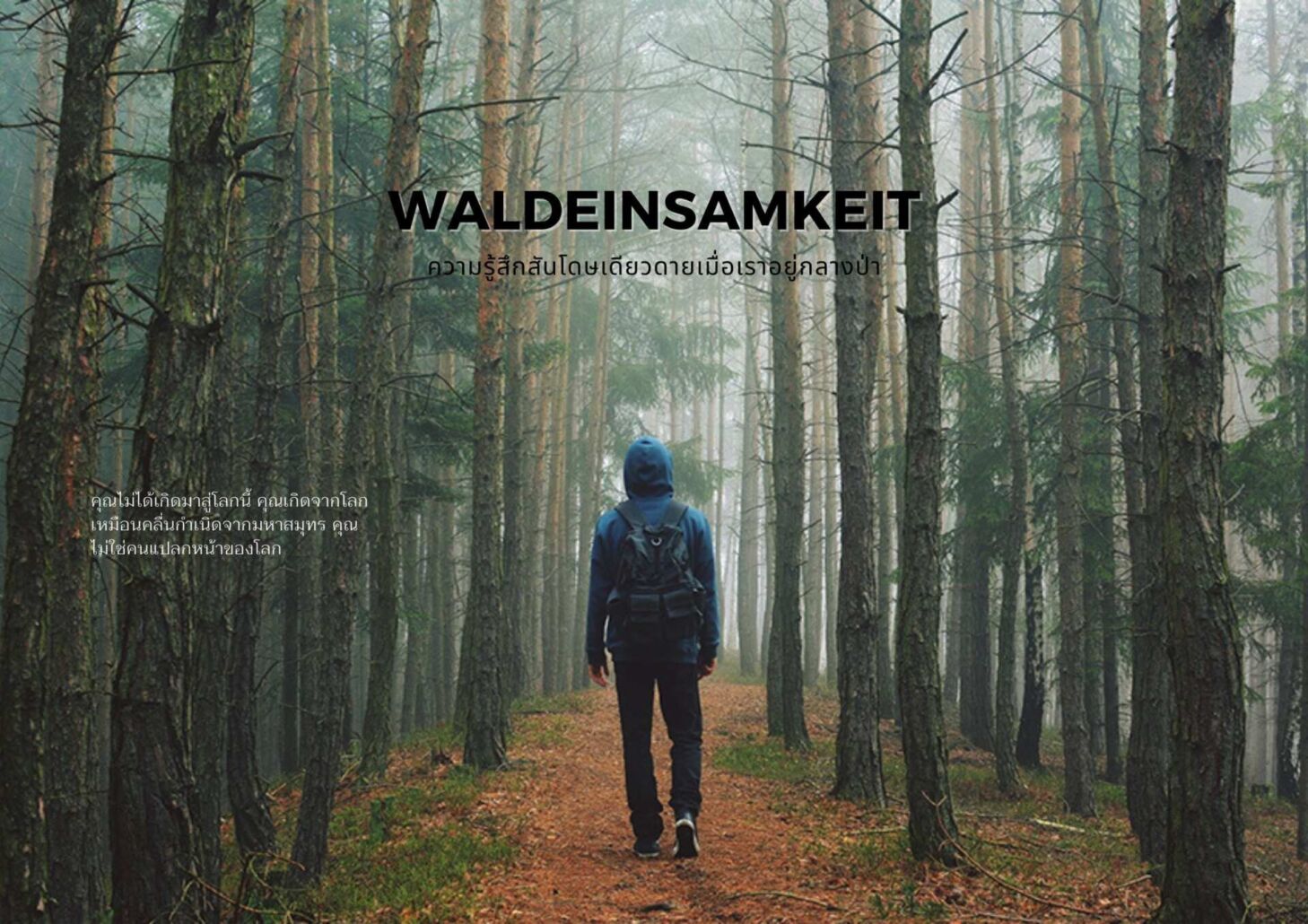 Waldeinsamkeit ความรู้สึกสันโดษเดียวดายเมื่อเราอยู่กลางป่า
