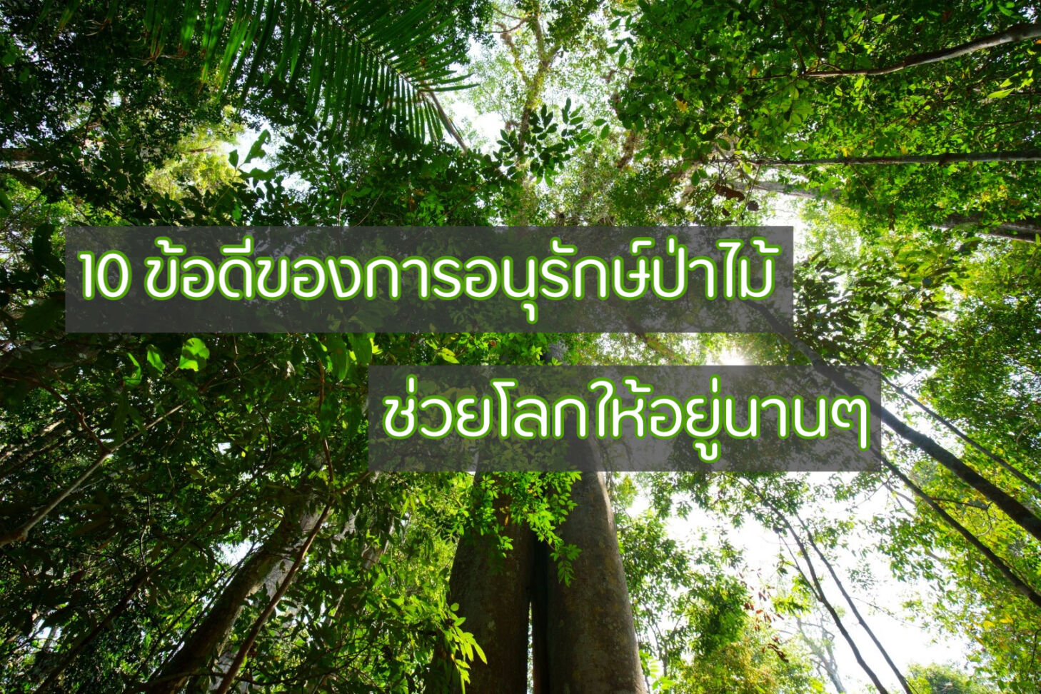 10 ข้อดีของการอนุรักษ์ป่าไม้ คนละไม้คนละมือ ช่วยโลกให้อยู่นานๆ