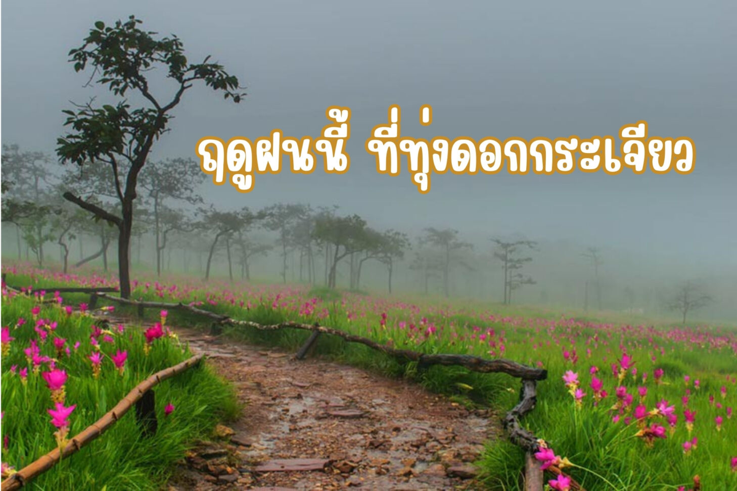 ฤดูฝนนี้ ที่ทุ่งดอกกระเจียว – Camp One Outdoor