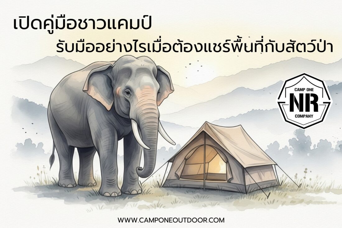 เปิดคู่มือชาวแคมป์ รับมืออย่างไรเมื่อต้องแชร์พื้นที่กับสัตว์ป่า